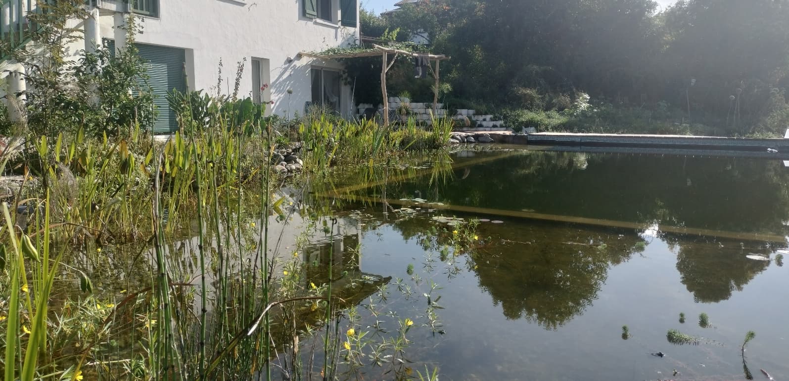 Piscine organique avec écosystème naturel